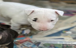 English Bull Terrier dogs for sale: English Bull Terriers Champion Bloodlines  - Image 7