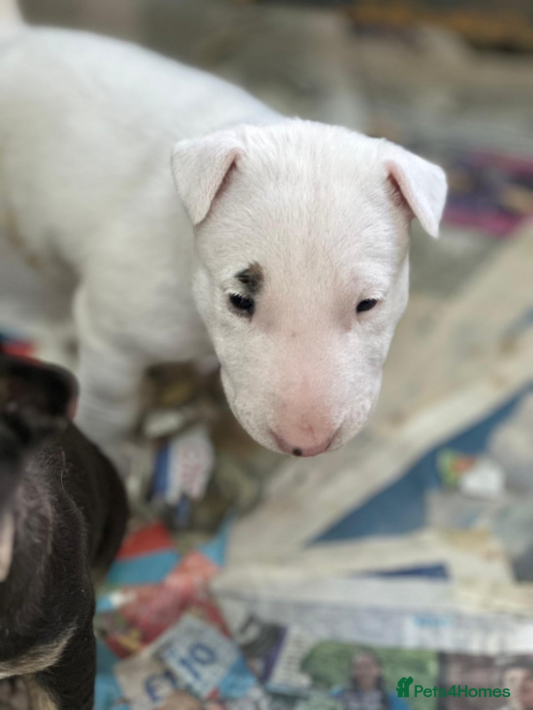 English Bull Terrier dogs for sale: English Bull Terriers Champion Bloodlines  - Image 7