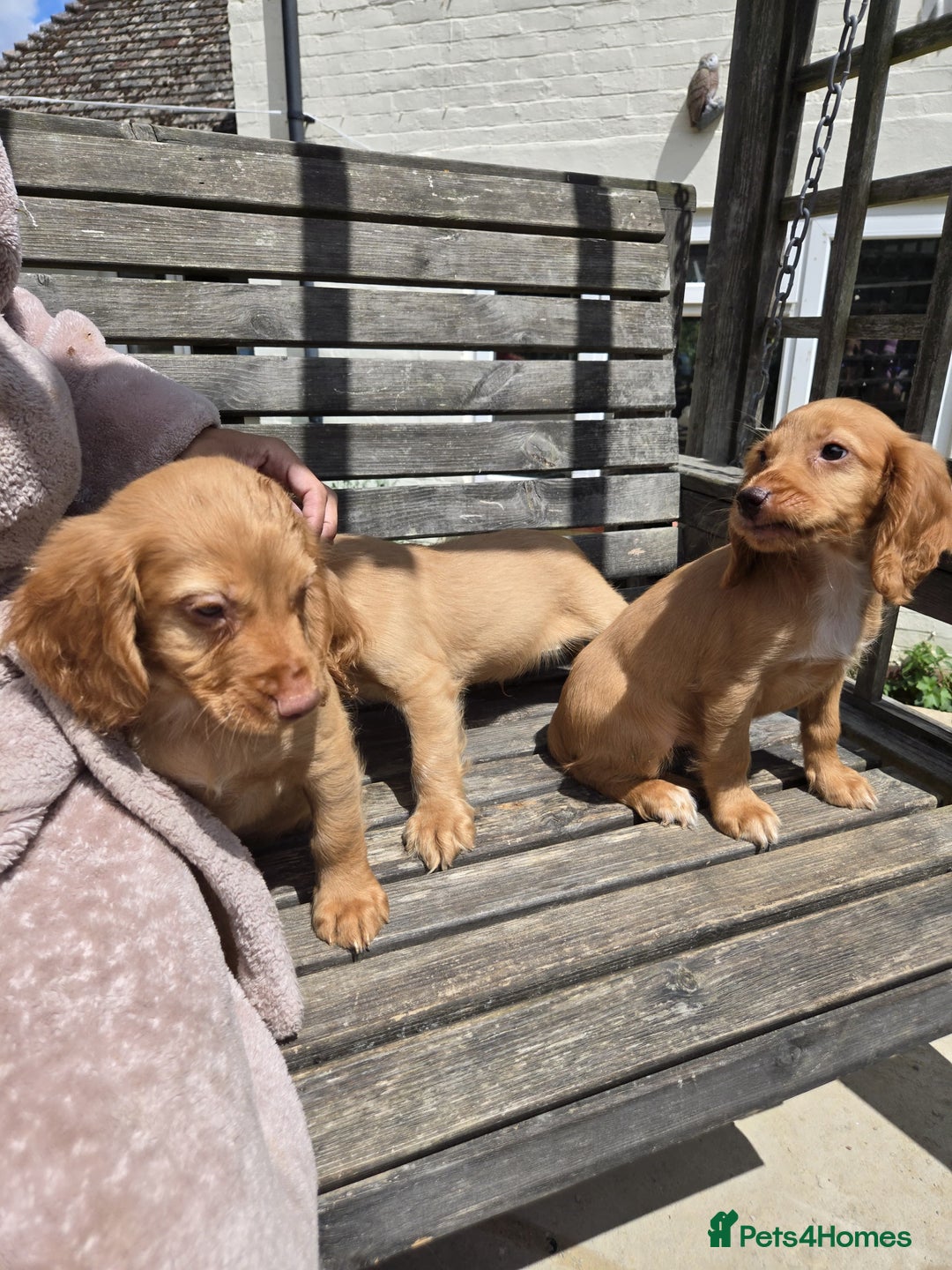 Cocker Spaniel dogs for sale: Cocker spaniel pup,FULLY VACCINATED LAST GIRL   - Image 9
