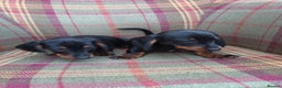 Miniature Dachshund dogs for sale: Black and Tan Miniature Dachshund Puppies 3 Boys - Advert 9