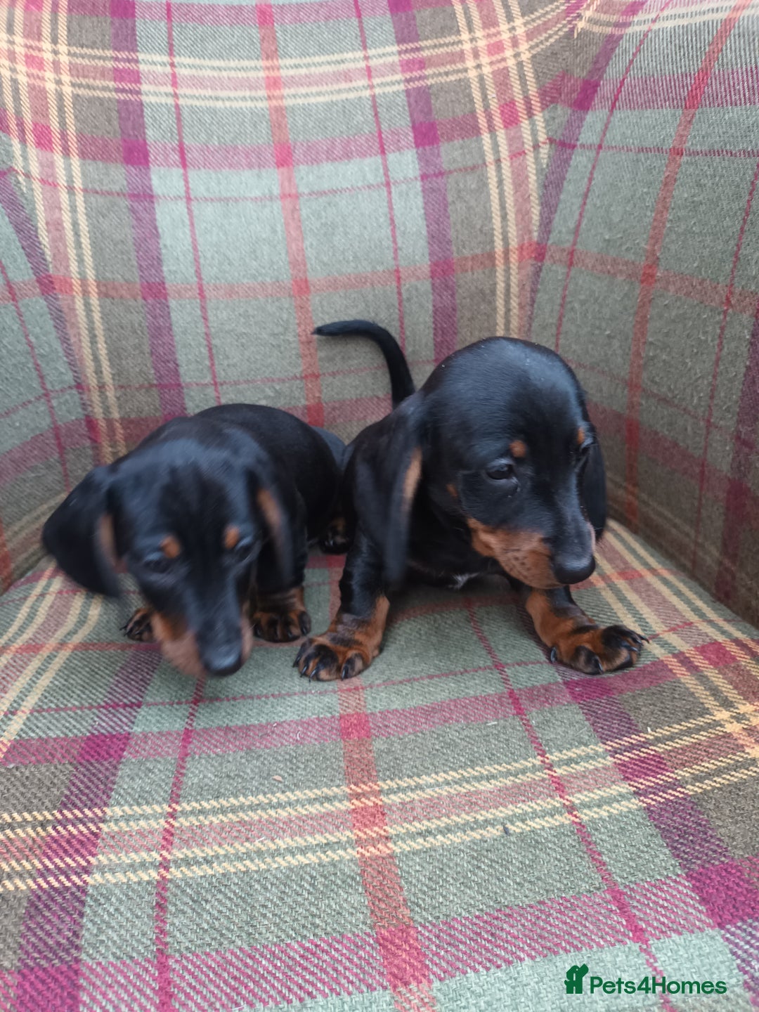Miniature Dachshund dogs for sale: Black and Tan Miniature Dachshund Puppies 3 Boys - Advert 9
