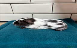 Guinea Pig rodents for sale: Dalmatians - Image 5