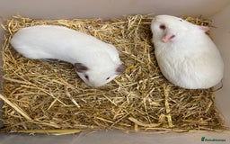 Guinea Pig rodents for sale: 2 Baby Female Guinea Pigs  - Image 3