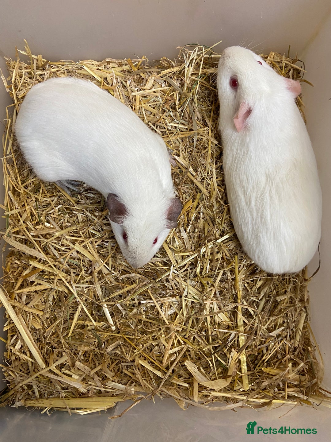 Guinea Pig rodents for sale: 2 Baby Female Guinea Pigs  - Image 3