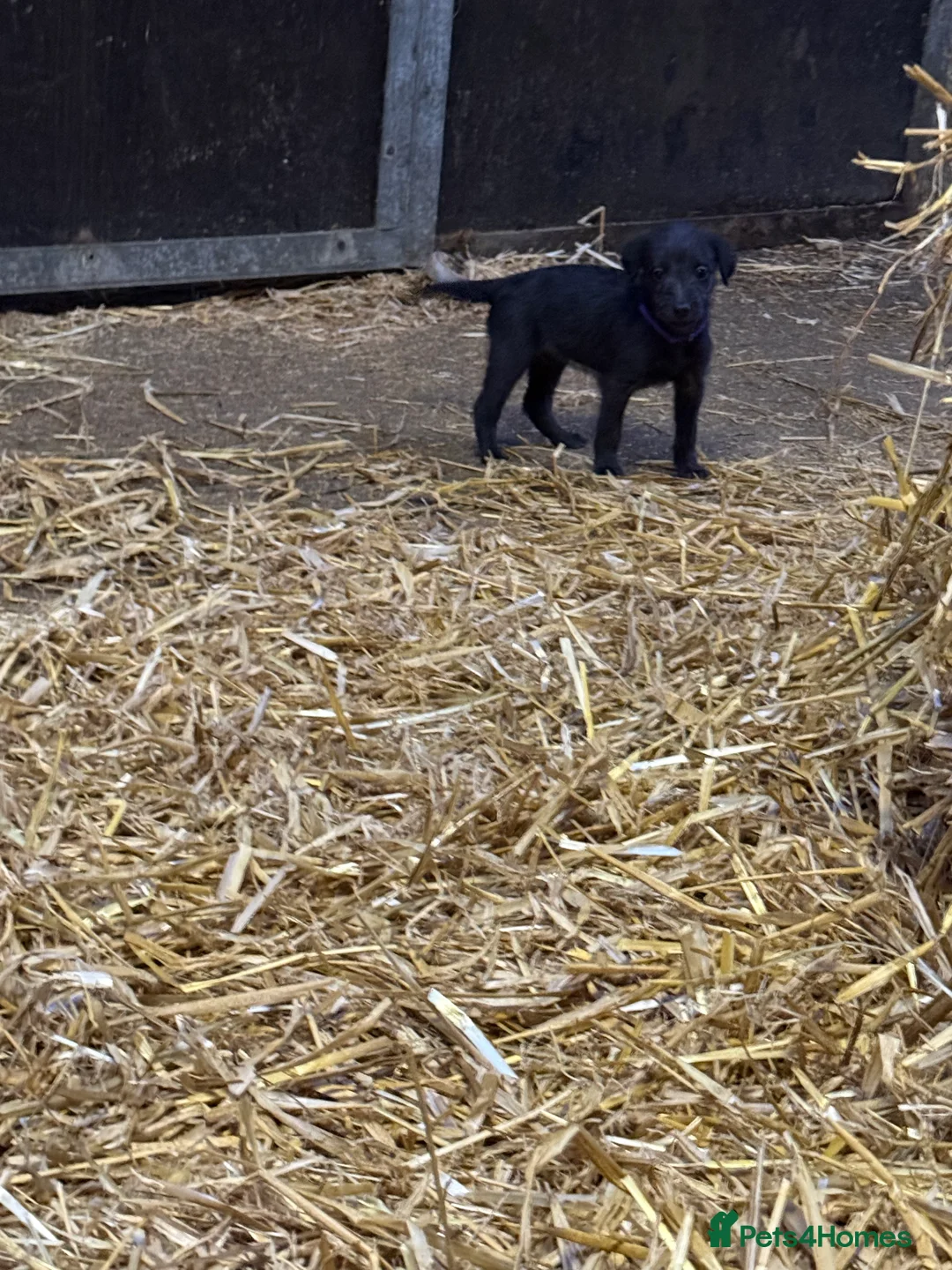 Mixed Breed dogs for sale: First cross Bedlington Whippets  - Advert 8
