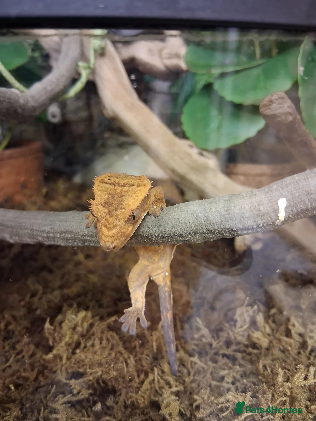 Gecko reptiles for sale: Crestie gecko pair with exotic terra setup - Advert 3