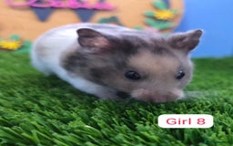 Hamster rodents for sale: Syrian Hamster Baby Babies Girls Boys Pedigree  - Advert 6