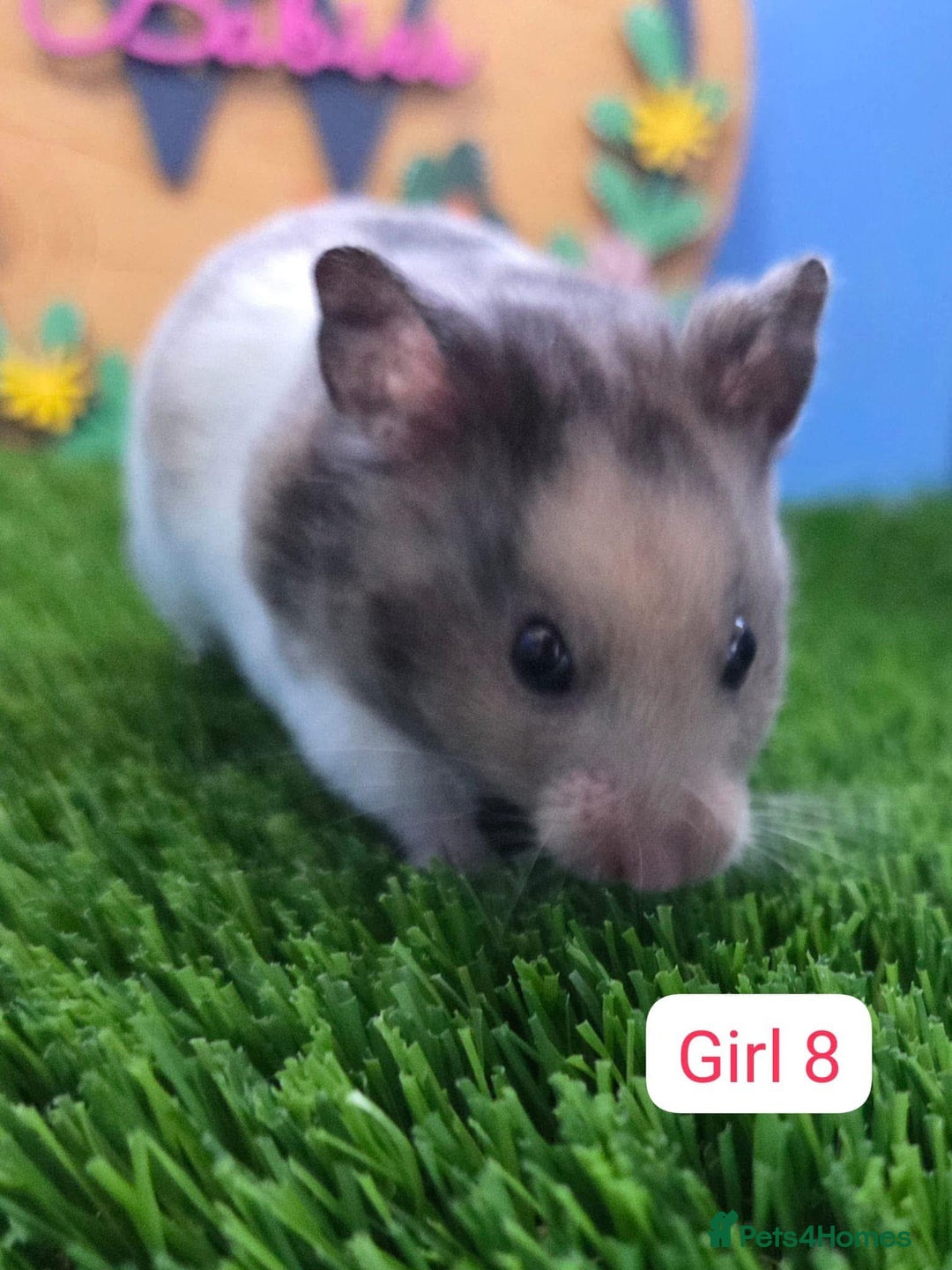 Hamster rodents for sale: Syrian Hamster Baby Babies Girls Boys Pedigree  - Advert 6