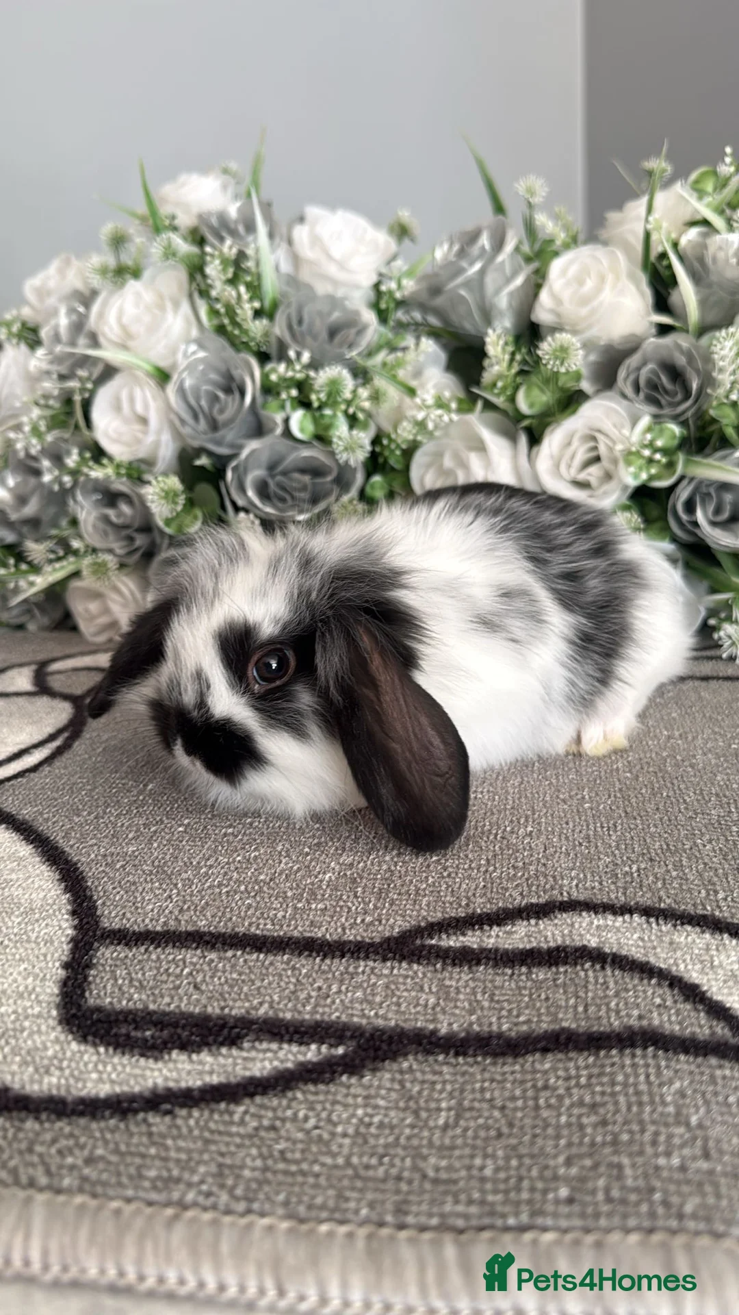 Mini Lop rabbits for sale: 6 adorable bunnies for sale  - Advert 2