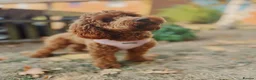 Cockapoo dogs for sale: 🐶 Beautiful Cockapoo Puppies ❤️ in Swadlincote - Advert 37