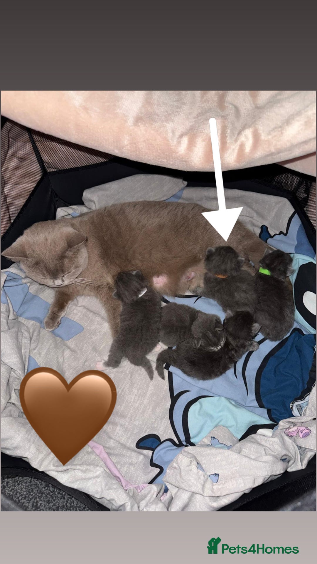 British Shorthair cats for sale: British Shorthair/Ragdoll - Advert 10