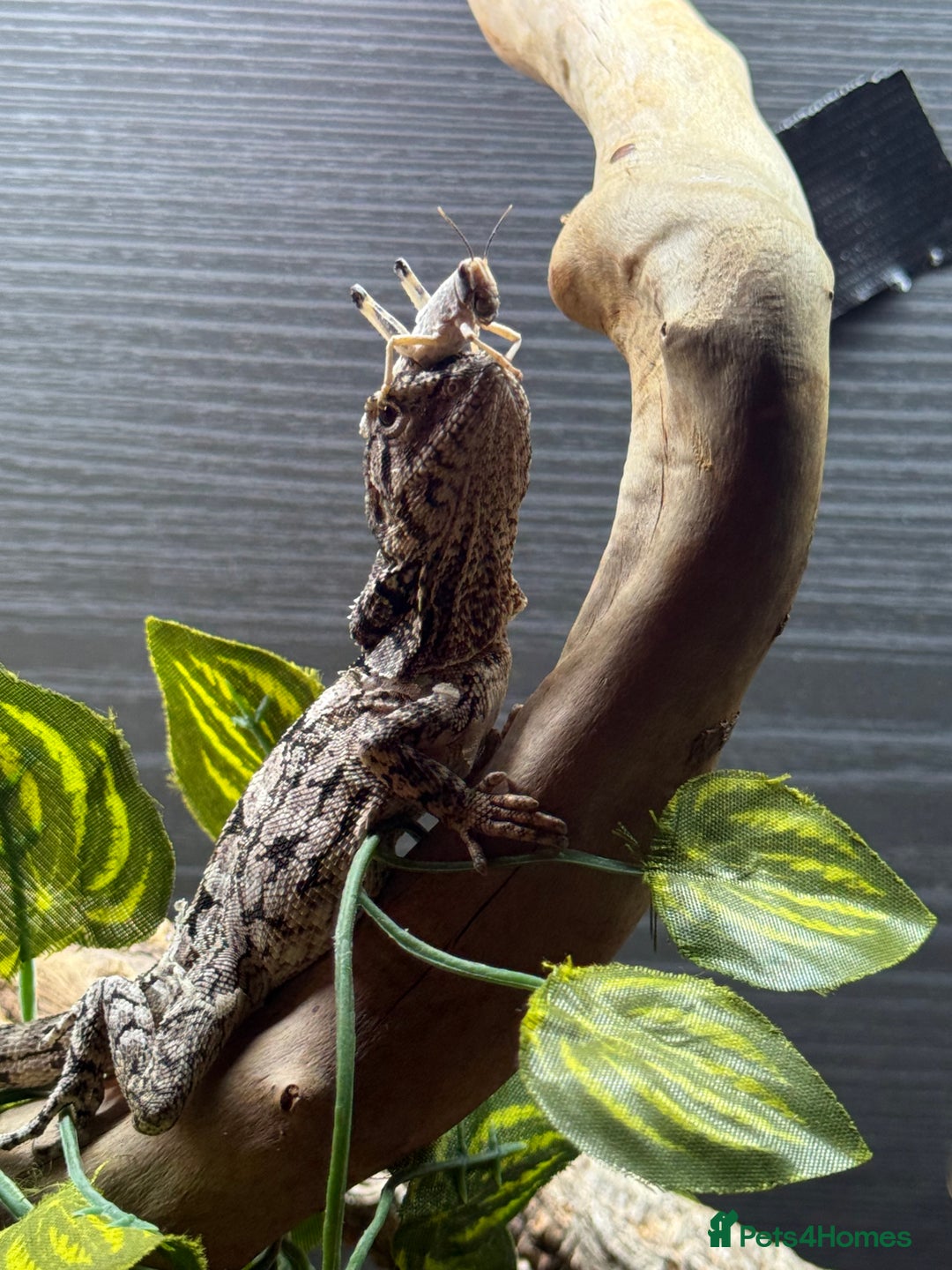 Bearded Dragon reptiles for sale: Frilled dragon  - Advert 1