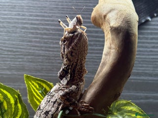 Bearded Dragon reptiles Frilled dragon - Advert 1