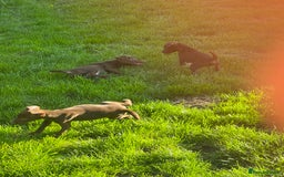 Patterdale Terrier dogs for sale: 3 patterdale terrier pups of working lines  - Image 8