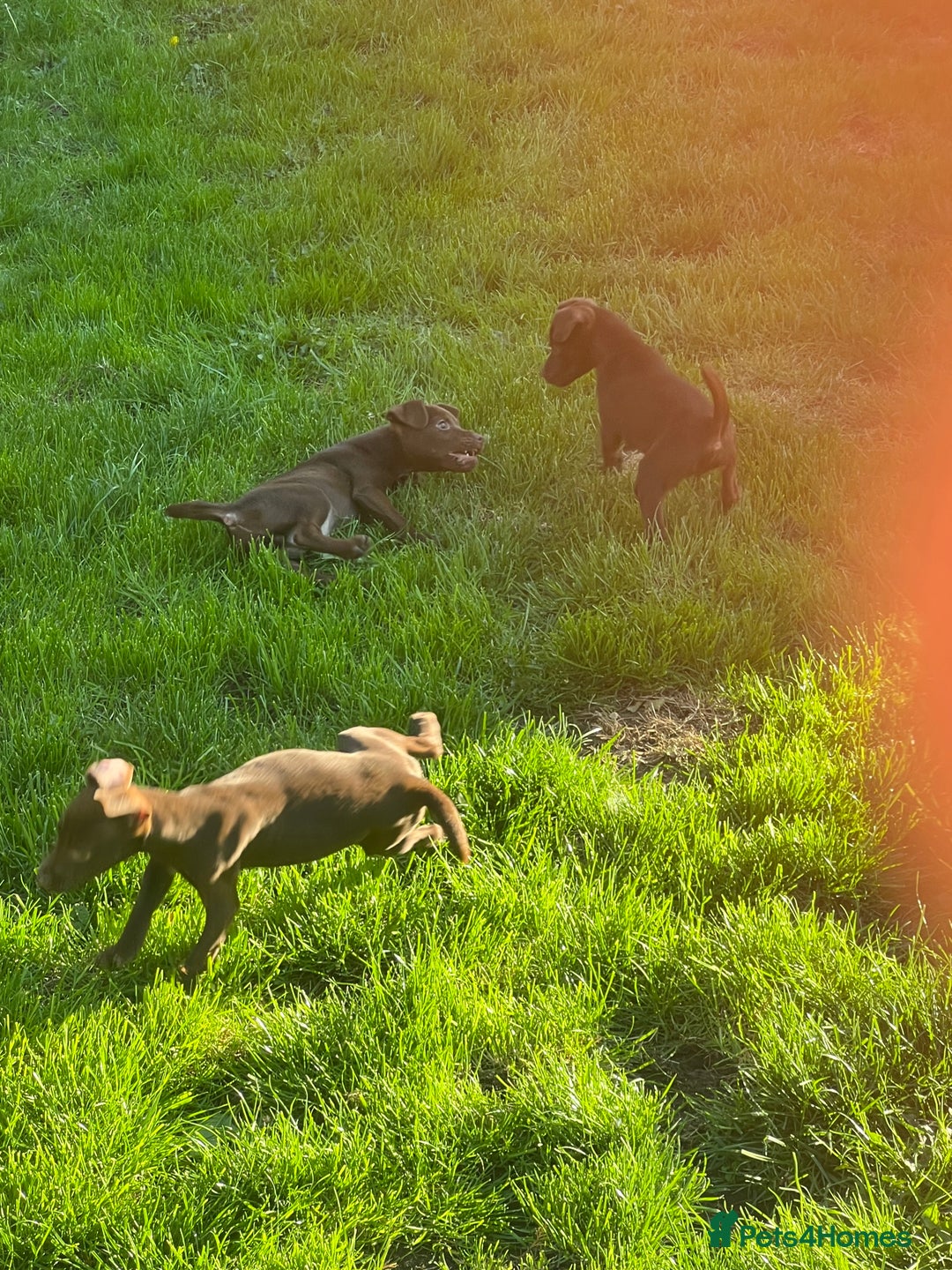 Patterdale Terrier dogs for sale: 3 patterdale terrier pups of working lines  - Image 8