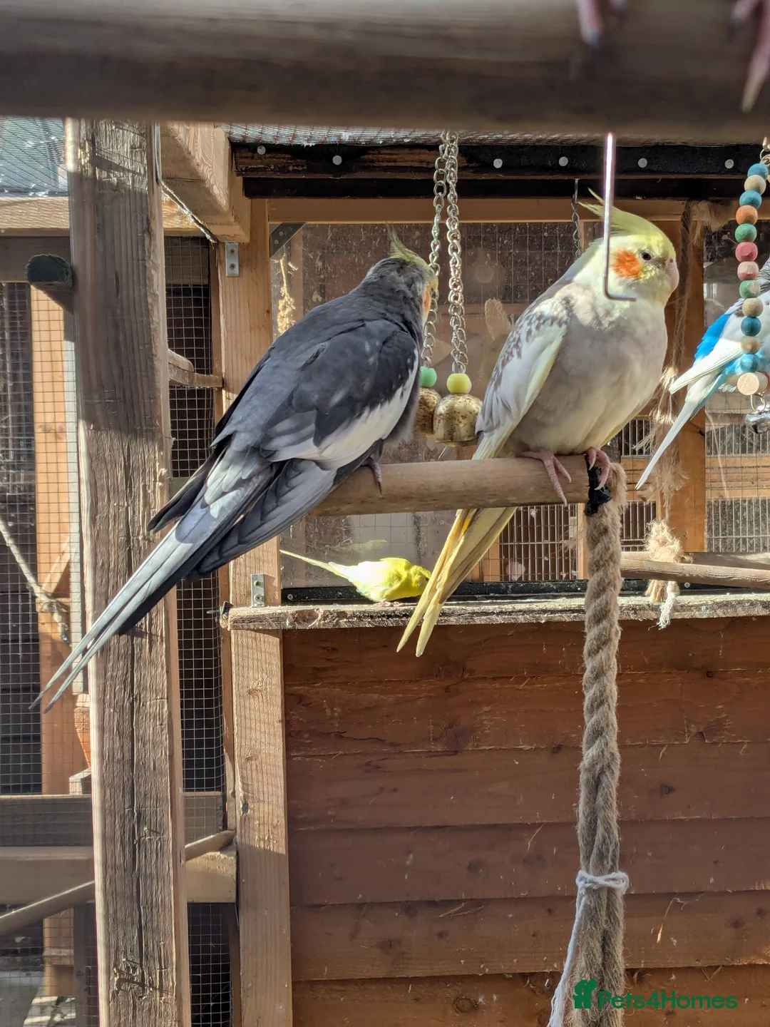 Cockatiels birds for sale: Adult cockateils - Advert 5