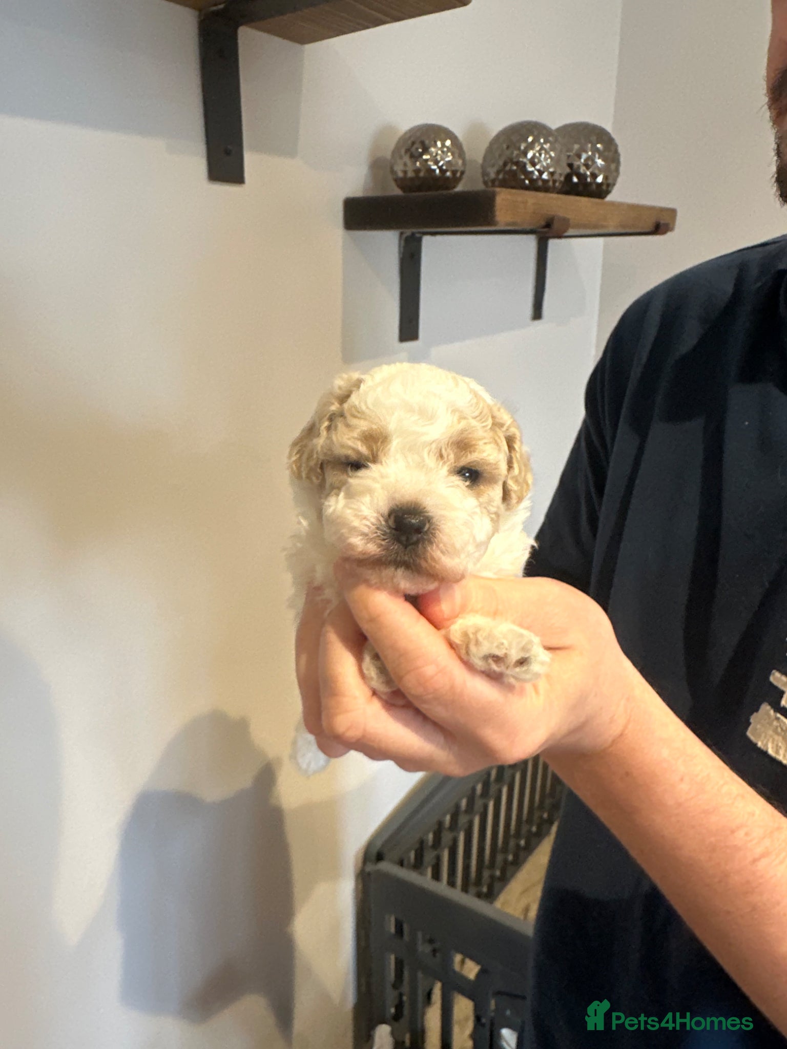 Maltipoo dogs  Asian Maltipoo  - Advert 1