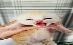 Persian cats for sale:  ⸻  ✨ Pedigree chinchilla Kittens  - Image 13