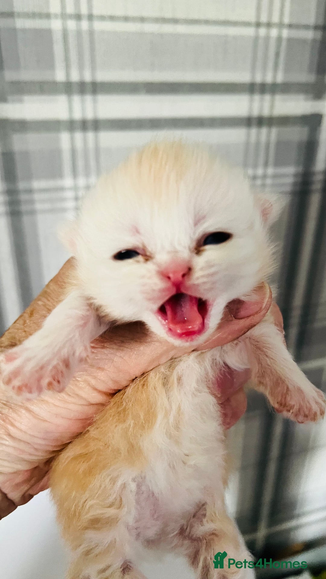 Persian cats for sale:  ⸻  ✨ Pedigree chinchilla Kittens  - Image 13