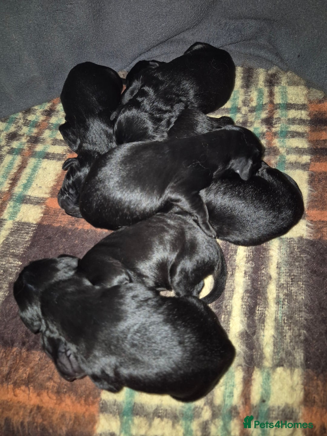 Mixed Breed dogs for sale: Cockapoo × lab x deerhound  - Advert 2