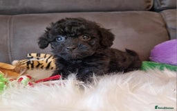 Cockapoo dogs for sale: Best Friend Sofa Companions 🥰 Fully vaccinated  - Image 26