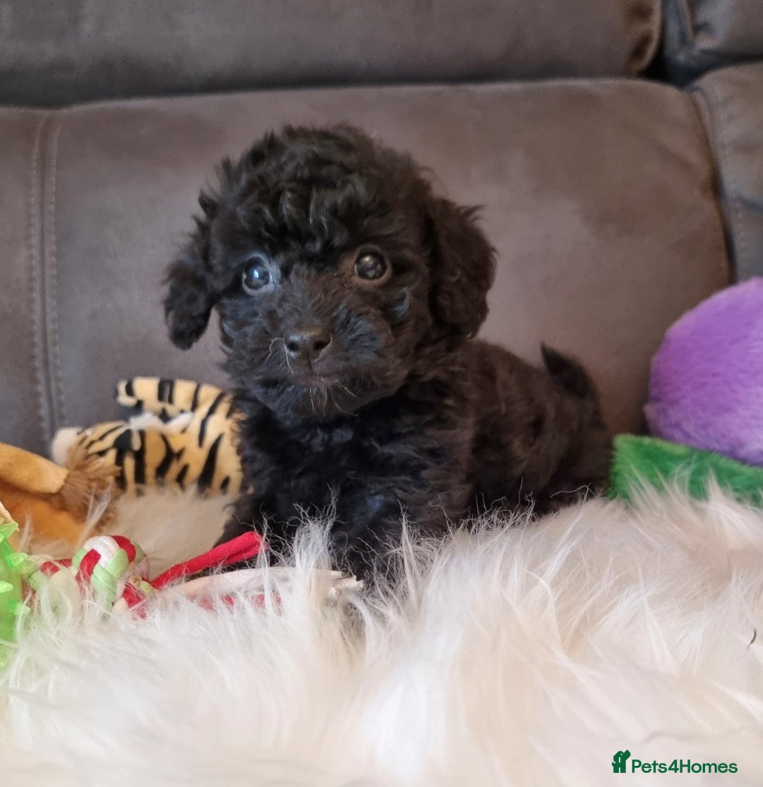 Cockapoo dogs for sale: Best Friend Sofa Companions 🥰 Fully vaccinated  - Image 26