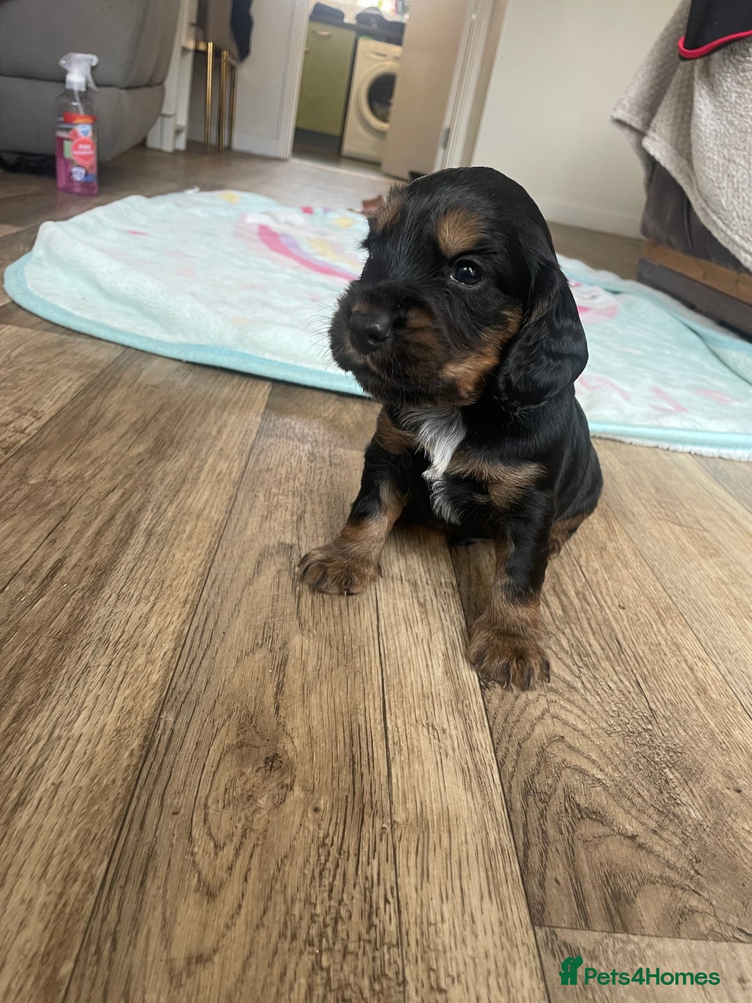 Cocker Spaniel dogs for sale: Beautiful kc registered working cocker spaniels - Advert 10