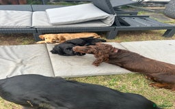 Cocker Spaniel dogs for sale: Male working cocker spaniel puppy kc reg - Image 20