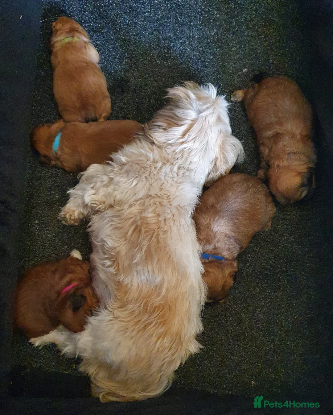 Shih Tzu dogs for sale: 4 SHIH TZU PUPPIES FOR SALE  in Grimsby - Advert 2