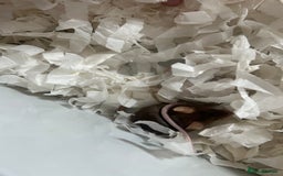 Mouse rodents for sale: Female fancy mice - Image 4