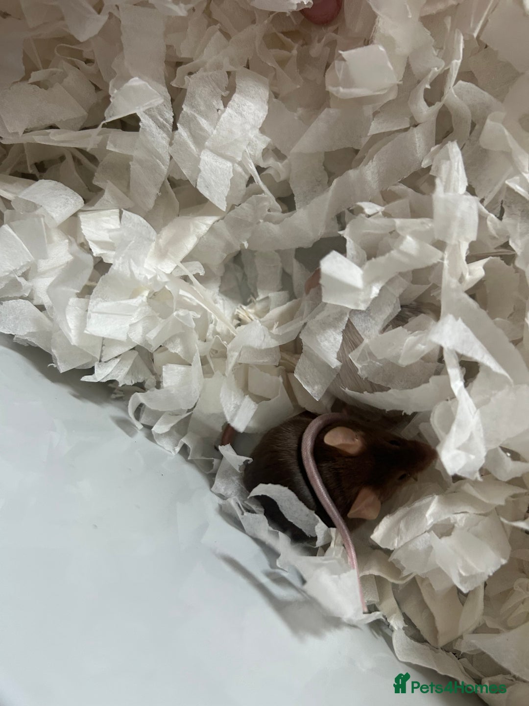 Mouse rodents for sale: Female fancy mice - Image 4