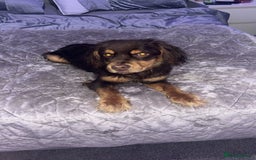 Mixed Breed dogs for sale: french x cocker spaniel - Image 5