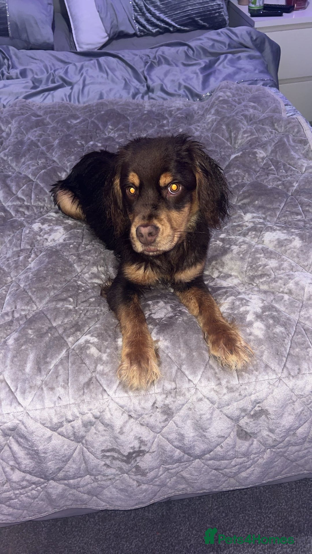 Mixed Breed dogs for sale: french x cocker spaniel - Image 5