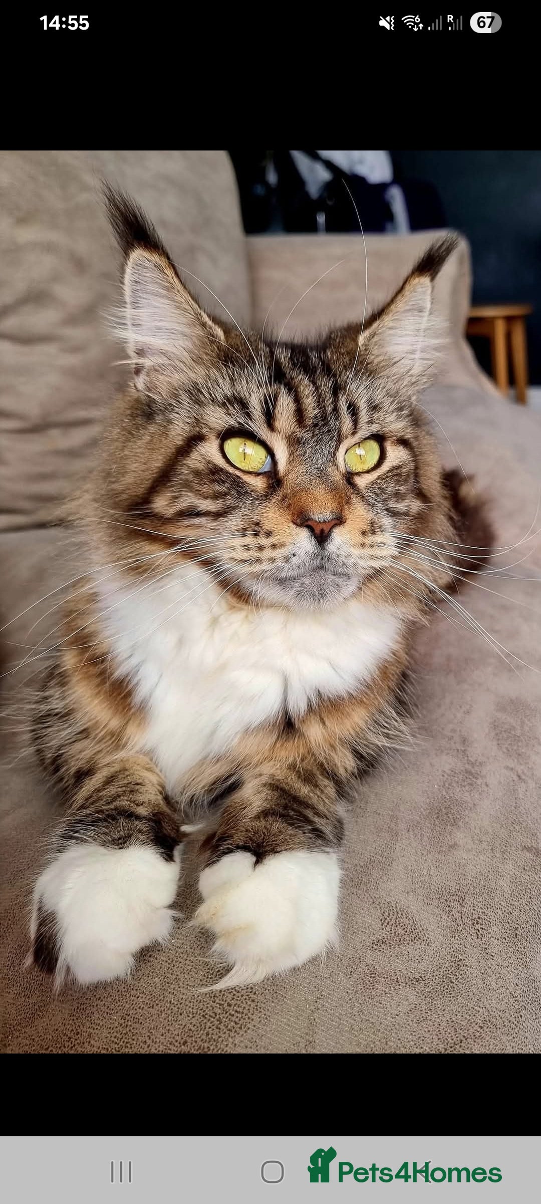 Maine Coon cats for sale: Beautiful Maine Coon kittens  - Advert 14