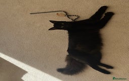 Oriental cats for stud: Guss  - Image 5