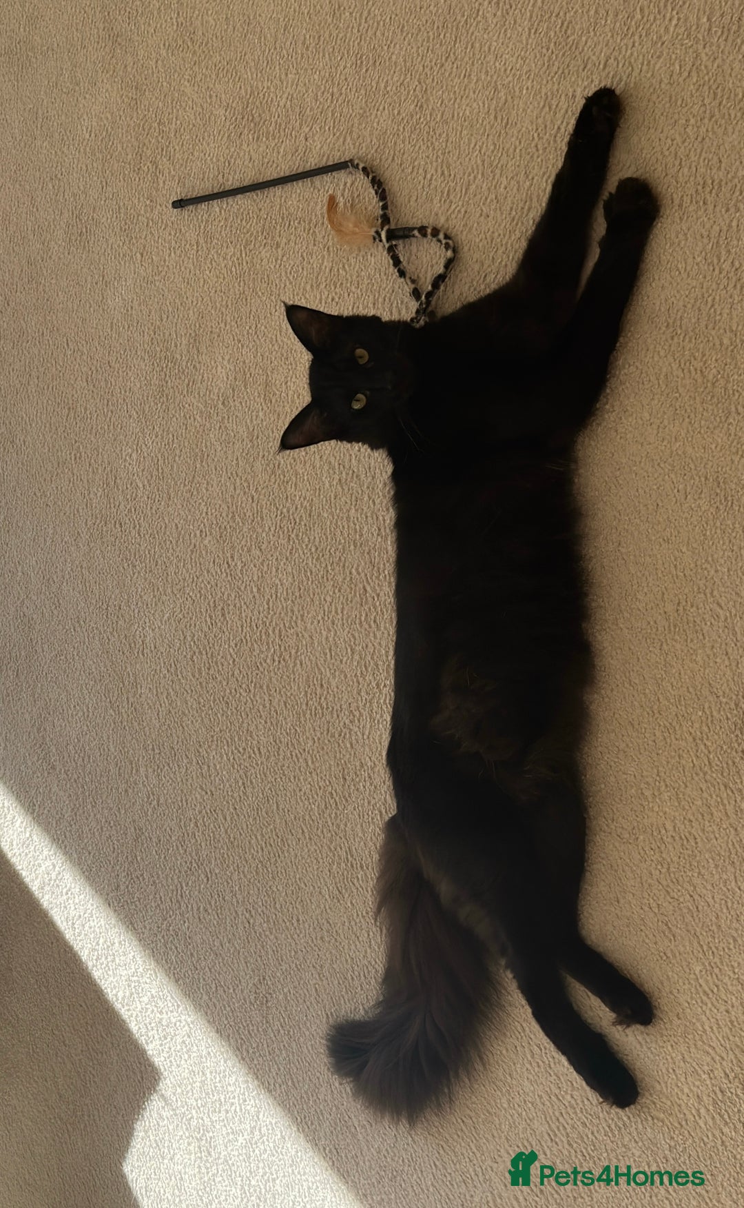 Oriental cats for stud: Guss  - Image 5