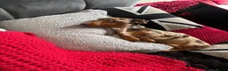 Miniature Dachshund dogs for stud: Miniature Dachshund Stud – Newt 🩵🤎 - Advert 3