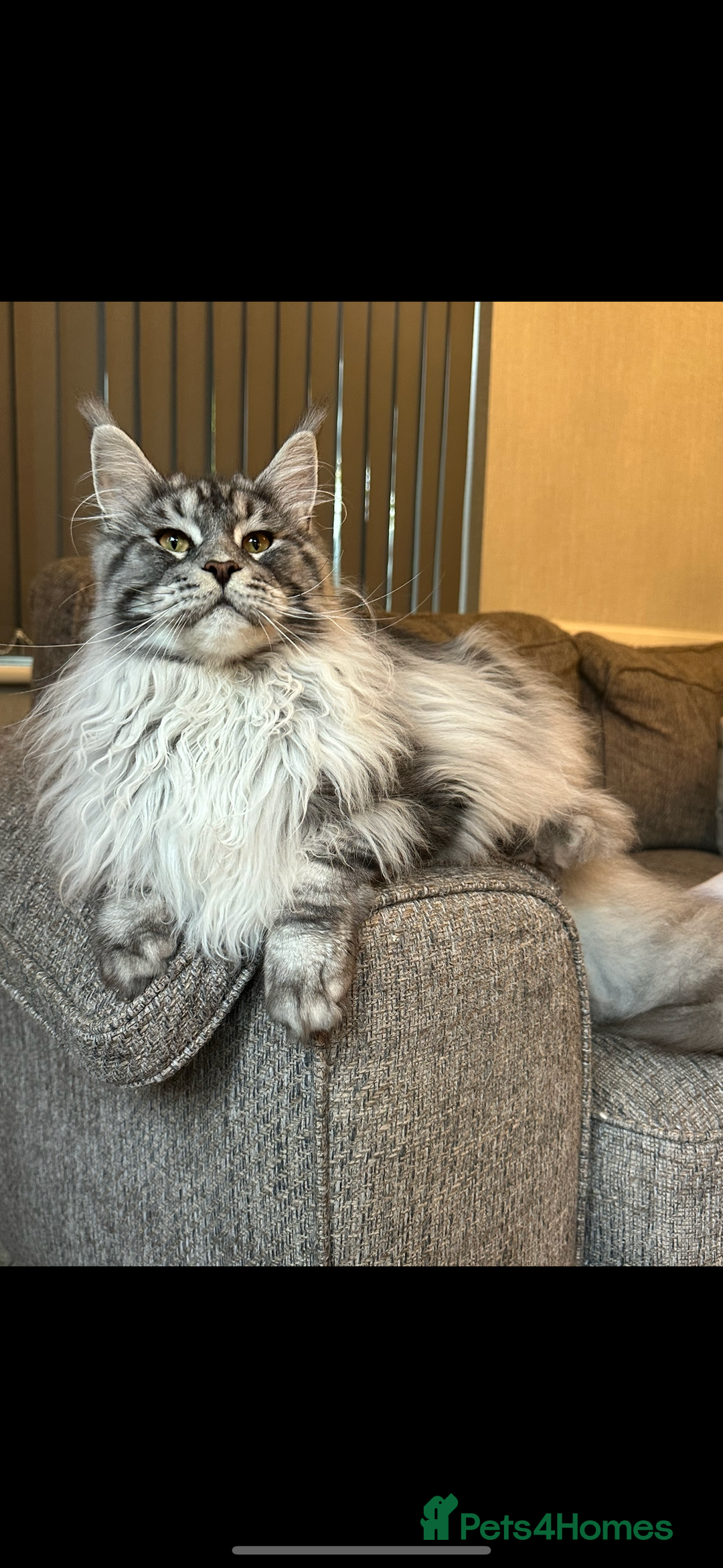 Ragcoon cats for sale: Ragcoon kittens  - Image 6