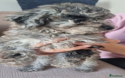 Labradoodle dogs for sale: Labradoodle puppy READY TO LEAVE - Image 13