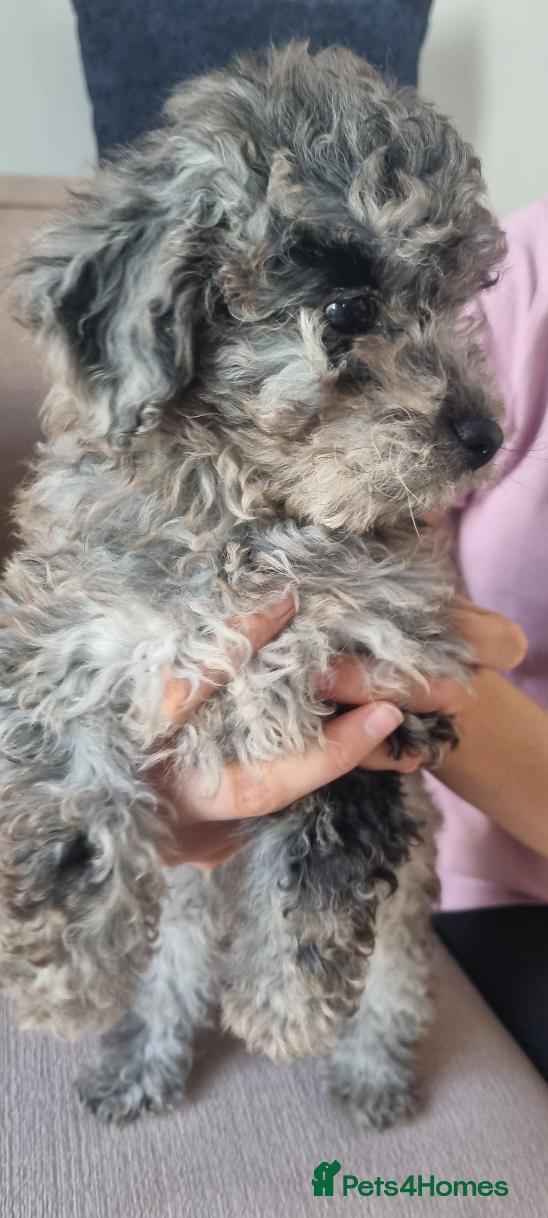 Labradoodle dogs for sale: Labradoodle puppy READY TO LEAVE - Image 13