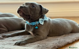 Staffordshire Bull Terrier dogs for sale: Ready for Their Forever Homes Now - Image 9