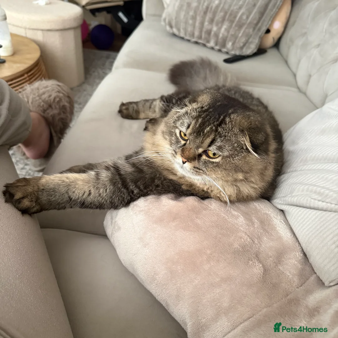 Scottish Fold cats for sale: Longhair Scottish Fold  - Advert 1