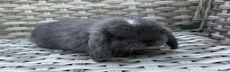 Mini Lop rabbits for sale: Pure bred mini lops - Advert 6