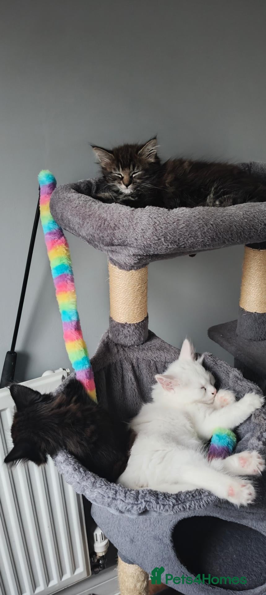 Mixed Breed cats Little cuties - Advert 1