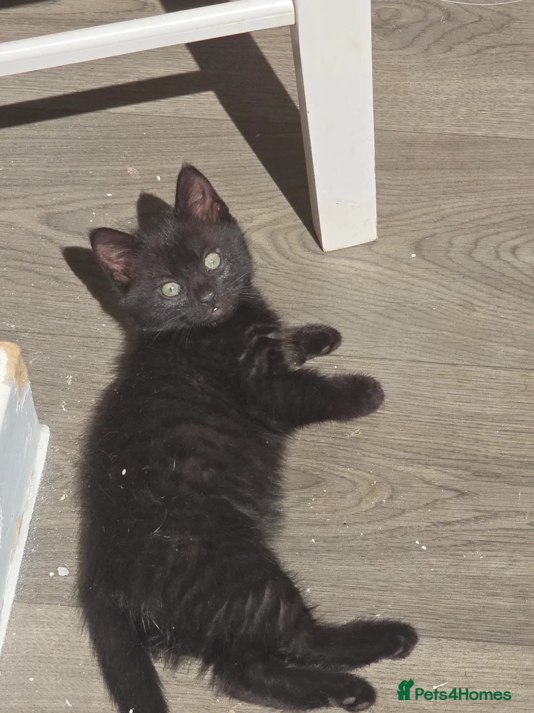 Domestic Shorthair cats for sale: Grey and white kitten  - Advert 2