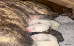 Mixed Breed dogs for sale: Husky x staff - Image 1