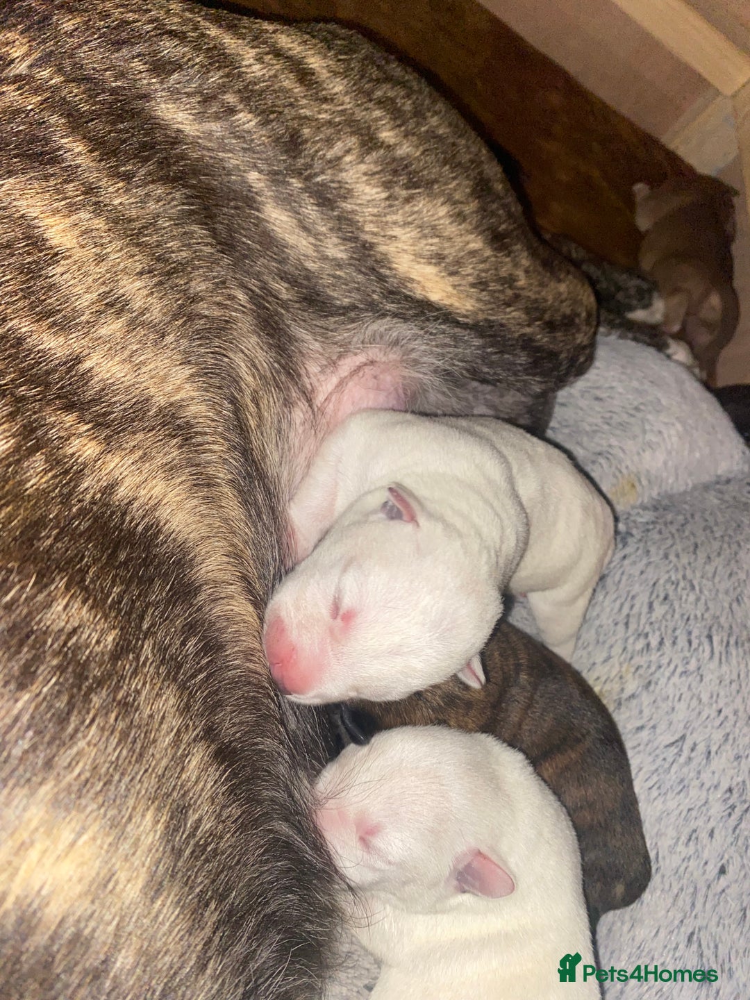 Mixed Breed dogs for sale: Husky x staff - Image 1