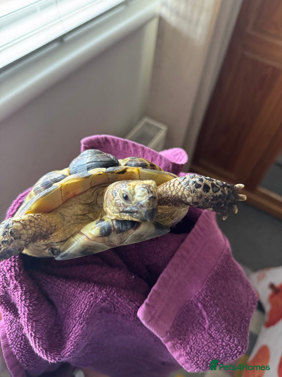 Tortoise reptiles for sale: Mediterranean Spur Thighed  - Advert 8