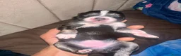 Pomsky dogs for sale: Beautiful Pomsky Puppies–Fluff & Frost pomskies 🐶 - Advert 24