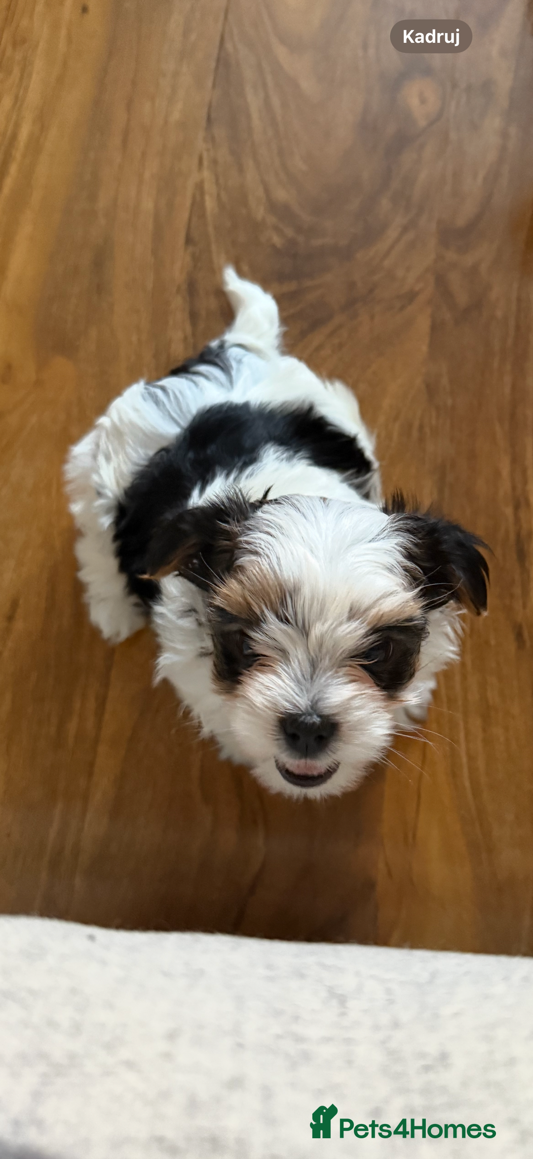 Biewer Terrier dogs for sale: 1 Beautiful Boy Available!!! - Advert 22